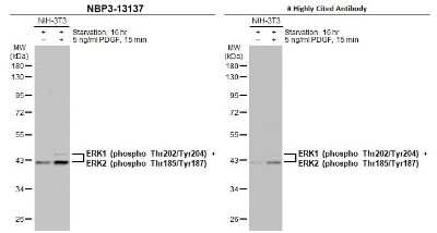 Western Blot: ERK1/ERK2 [p Thr185, p Tyr187] Antibody [NBP3-13137]